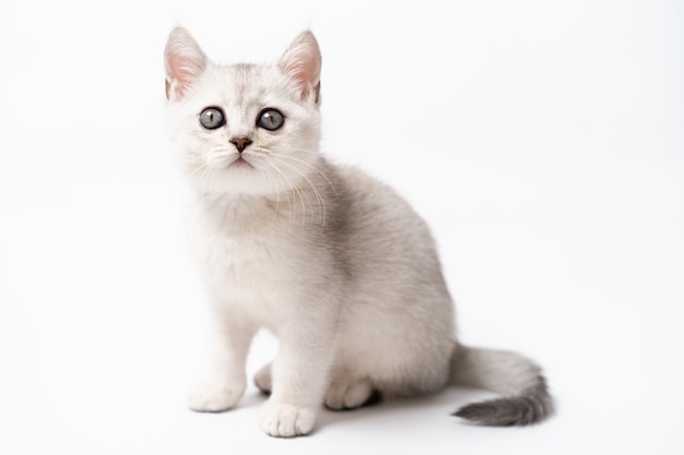 White and gray kitten, isolated.