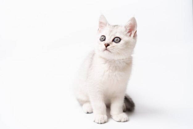 White and gray kitten on a white background, isolated. High quality photo