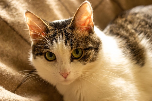 A white and gray mongrel cat on the couch. close-up. Pets.