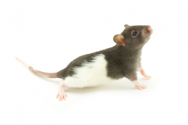 White and gray mouse