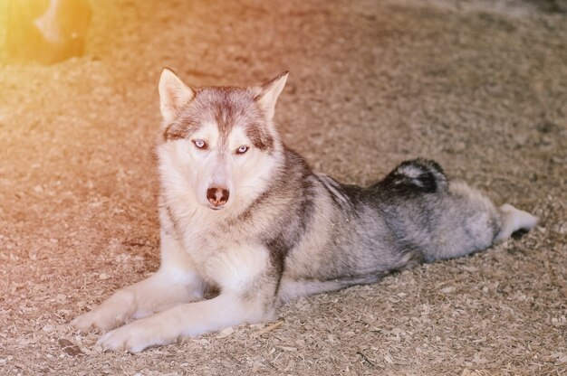 A white gray pet husky dog with blue eyes rests lying on the ground in sawdust in shadow