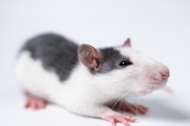 Ratto bianco e grigio isolato sul primo piano sfondo bianco. laboratorio scientifico. esperimenti sugli animali.