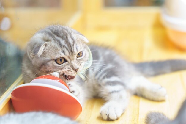 背景をぼかした写真と白と灰色のスコットランドの猫のクローズ アップ