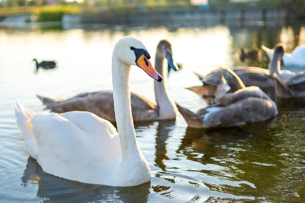 White and gray swans swimming on lake water in summer.