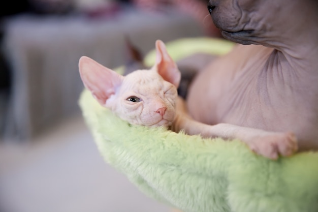 white and gray young sphynx cats sleeping on light green rug