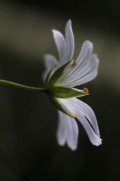白い草原の花とその<unk>