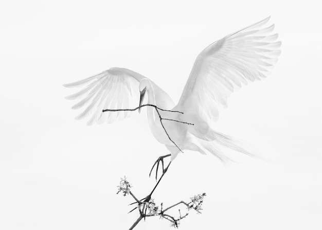 White great egret perching on a bare tree isolated on a white background