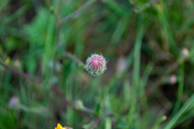 庭の白と緑の花