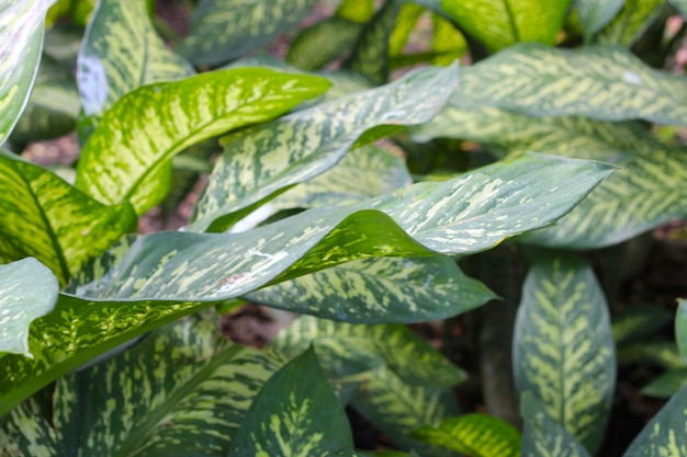 白と緑の葉 アグロネマ植物