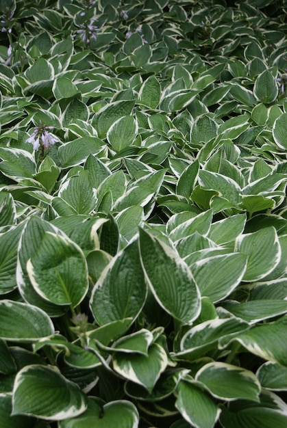 White and green leaves texture on garden