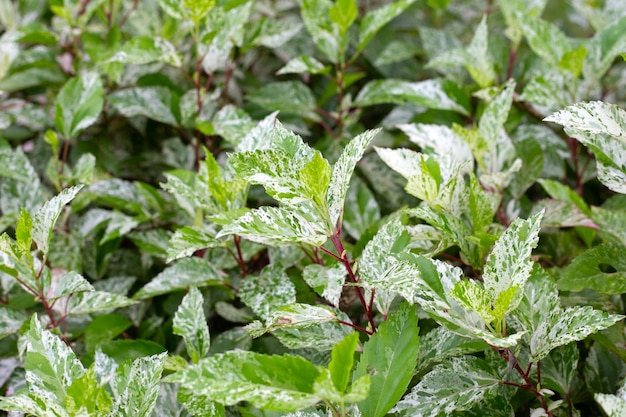 White green and pink of hibiscus leaves