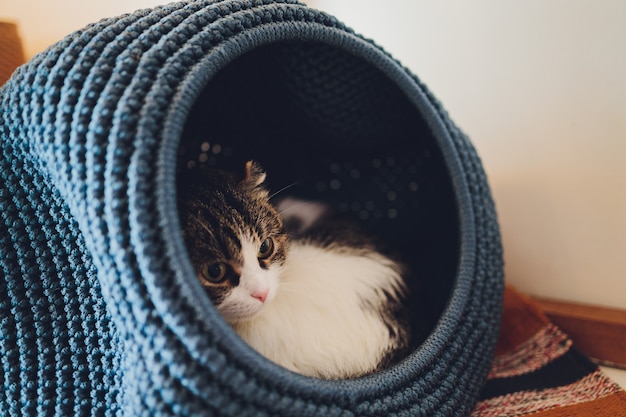 Photo white and grey cat in cat's house on floor looking to the right.