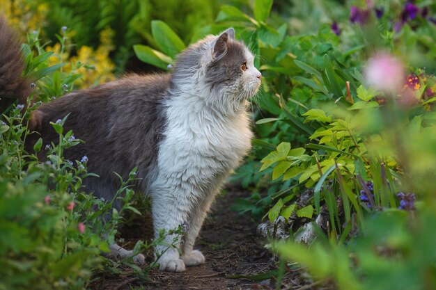 White and grey cat surrounded by plants.