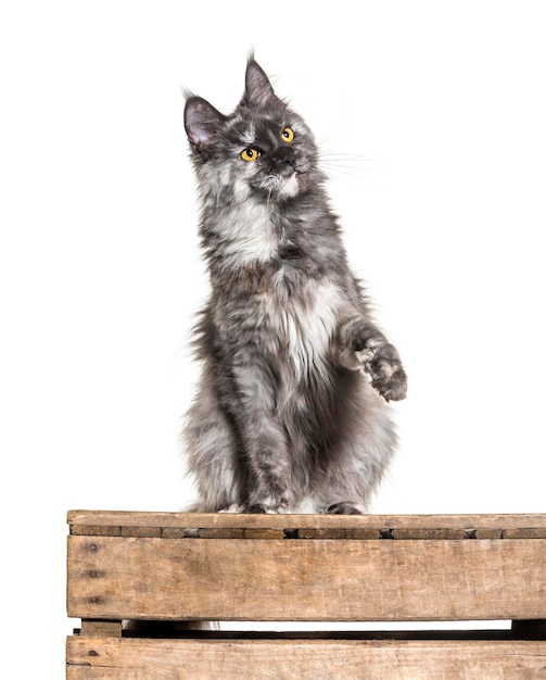 White and grey Maine coon sitting isolated on white Yellow eyes