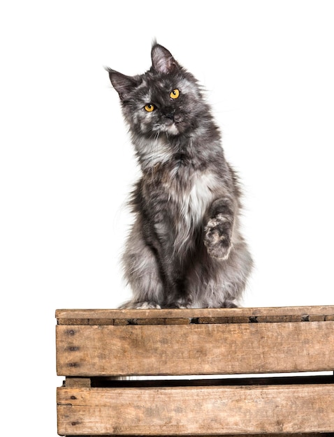 White and grey Maine coon sitting isolated on white Yellow eyes