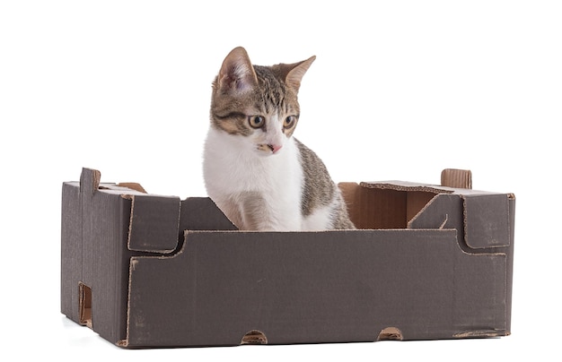White and grey tabby European alley kitten sitting in a cardboard box on white background