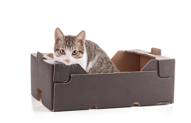 White and grey tabby European alley kitten sitting in a cardboard box