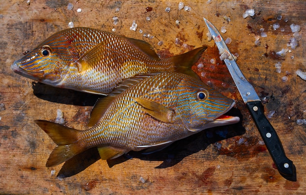 Photo white grunt fish haemulon plumieri