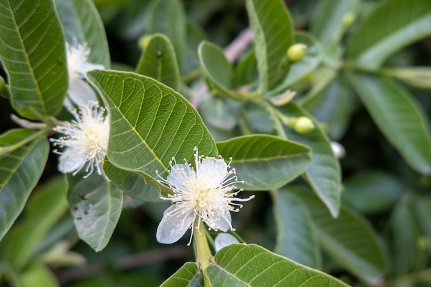 만개한 흰색 구아바 꽃 피는 구아바의 꽃 psidium guajava 흰색 꽃 구아바