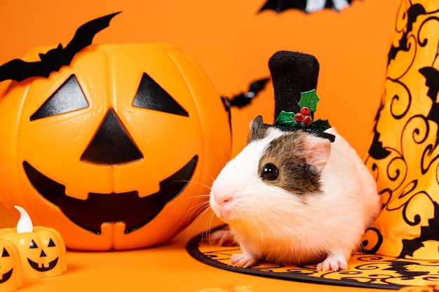 A white guinea pig sits near a pumpkin and a witch hat pets celebrate halloween