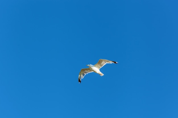 White gull hovers in the sky Seagull against a blue sky background