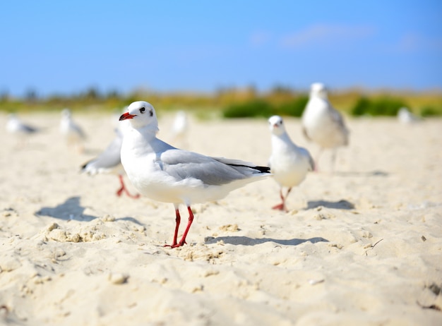 White gull walks along the sandy beach 