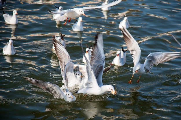 White gulls swim in the water.