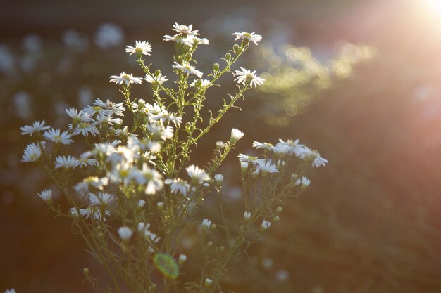 白いカツオの花