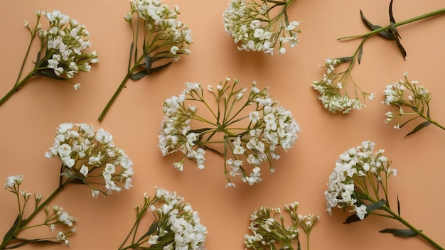 White gypsophila flowers on the beige backgrounds