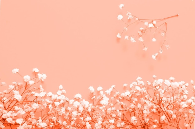 White gypsophila flowers on pink background