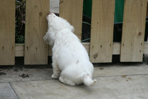 Photo white hairy dog chomping on fence