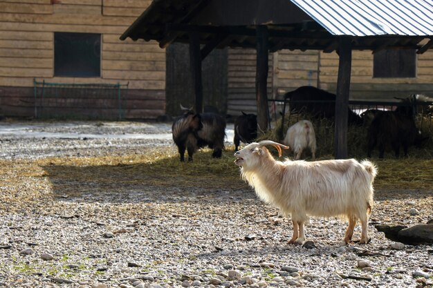 Foto capra pelosa bianca che urla