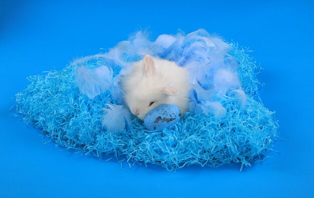 A white hamster in a blue nest with a blue background.