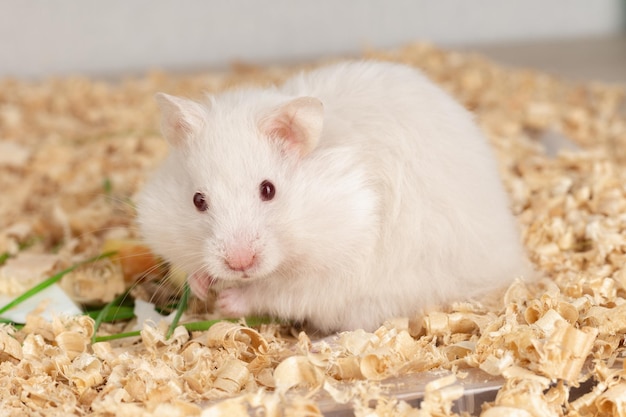 White hamster eating on wood chips