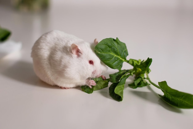 A white hamster gnaws vegetables and fruits on a white surface Pets