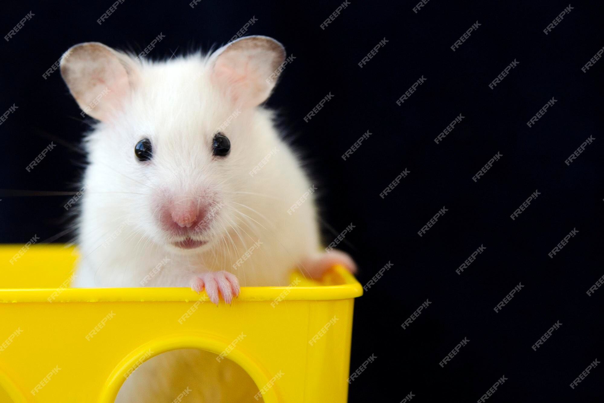 Premium AI Image  A hamster with long whiskers is standing on a