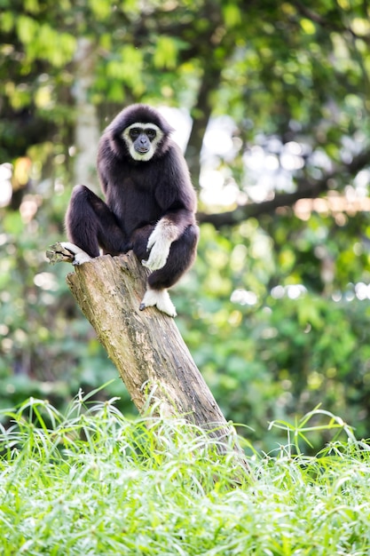 White hand Gibbon