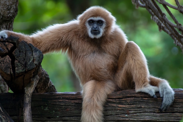 White-handed gibbon sitting alone on the timber.