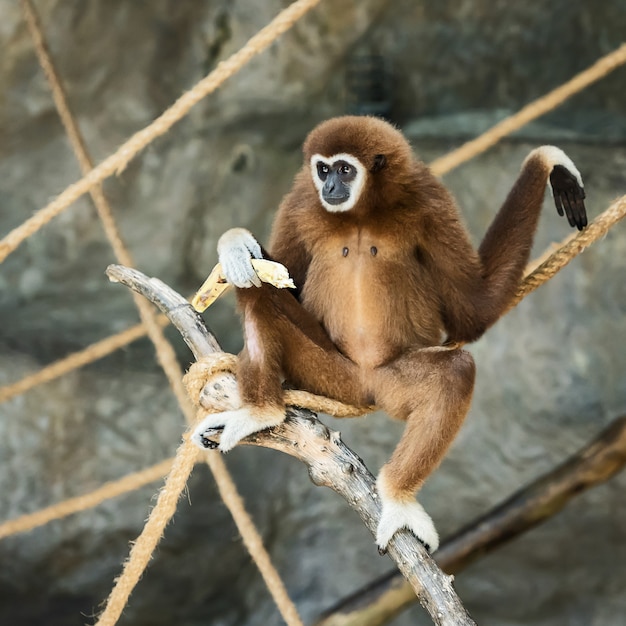 White-handed gibbon.