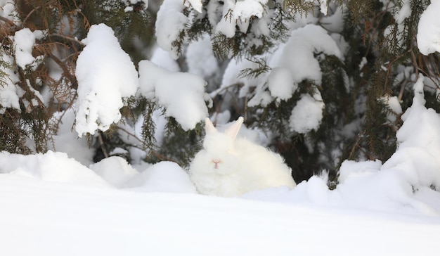 white hare in the forest in winter