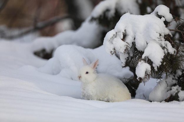 white hare in the forest in winter