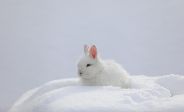 雪の中に座っている白いウサギ