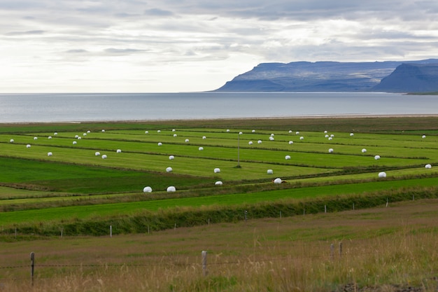 Photo white hay rolls on a green field of iceland