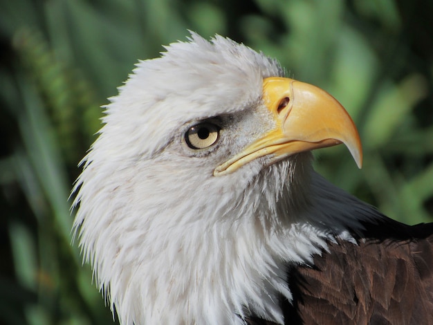 White head eagle