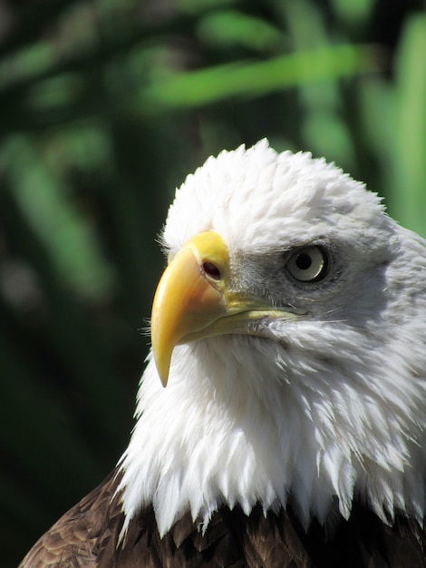 Photo white head eagle