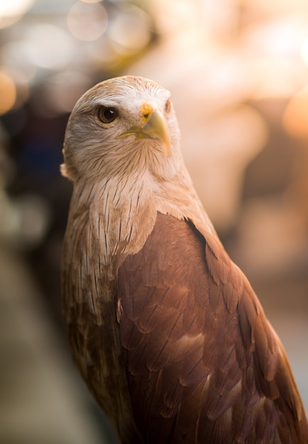 White head Hawk portrait with sun light, Background bokeh