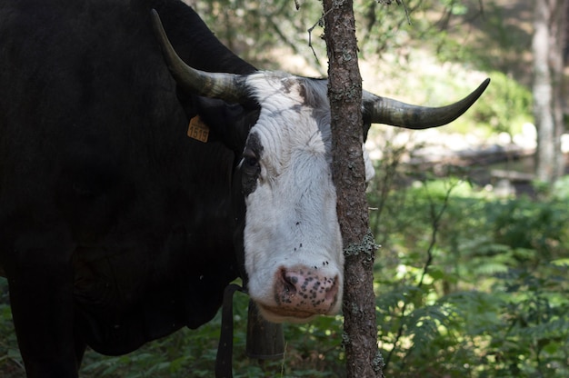 Foto mucca dalla testa bianca che si gratta con un albero