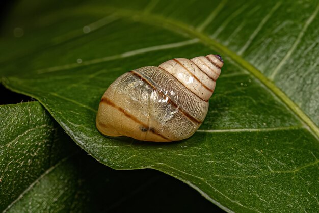 White Helicinan Snail