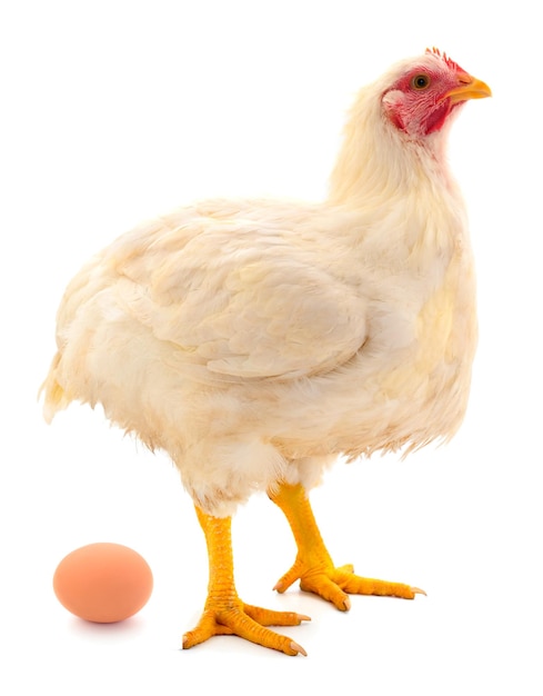 White hen and egg isolated