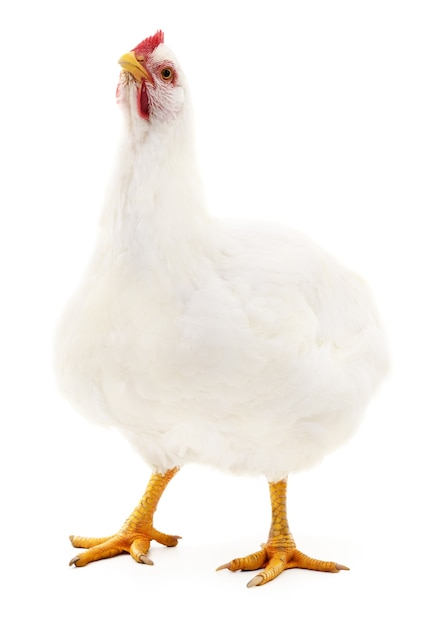 Белая курица, изолированные на белом, студийный снимок